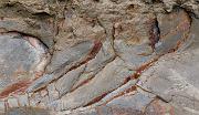 Cliff 1537